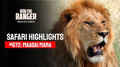 Safari Highlights #672: 08 & 09 March 2022 | Maasai Mara/Zebra Plains | Latest Wildlife Sightings
