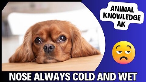 WHY IS A DOG'S NOSE COLD AND WET?