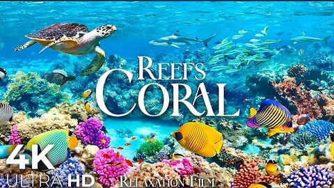 Coral Reefs 4k Nature Relaxation Film in Aquarium vibrant colour marine life with relaxing Music