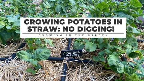 Growing POTATOES in STRAW, NO DIGGING!: Growing in the Garden