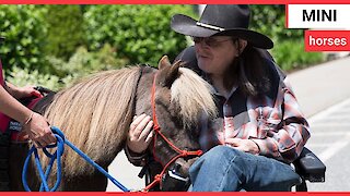 Troop of tiny rescue horses bring comfort to dementia sufferers