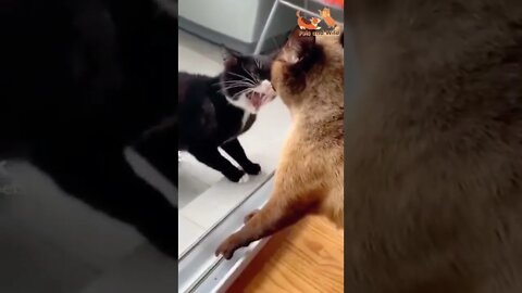 sweet cat fight #fightingcats #Petsandwild