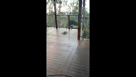 Cockie fixing my deck 😆