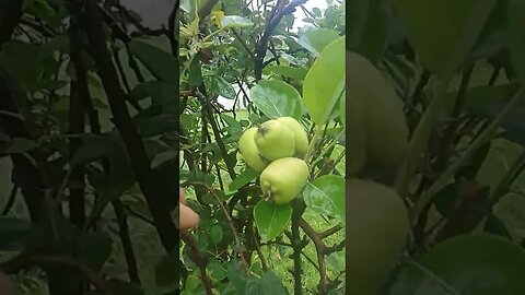 maçã macieira produzindo em clima quente variedades Eva Ana Julieta whatsapp para envio 21989297468