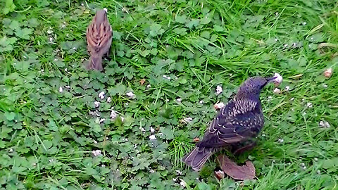 IECV NV #737 - 👀 House Sparrows Eating Bread & A Starling 11-24-2018