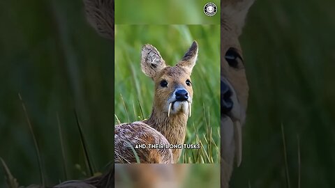 Chinese Water Deer 🦌 You Won't Believe Their Tusks!