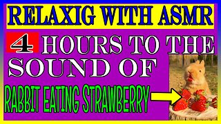 ASMR | rabbit eating strawberry