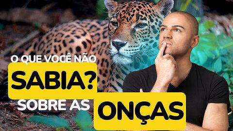 ONÇAS PINTADAS - The South American Leopard