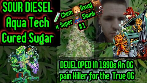 🍁LEMON🍋CHEM🧪TWIST-SUPER SKUNK # 1 X Chem🧪Dawg🐕-90/10 Sativa Dom. Sour🤤Diesel⛽ Aqua Tech Cured Sugar