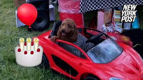 Dog's ballin' birthday party: Sports car, designer jeans and more