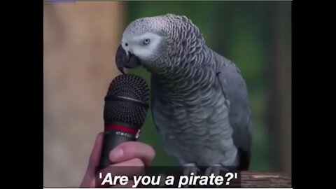 a parrot talking funny