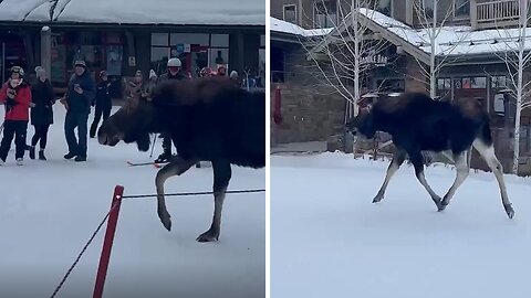 Moose on the run at Jackson Hole Resort