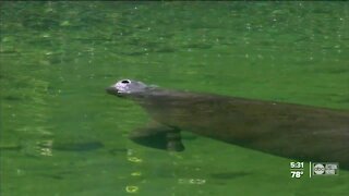 Manatee Viewing Center in Apollo Beach reopens after 19 months of closure due to pandemic