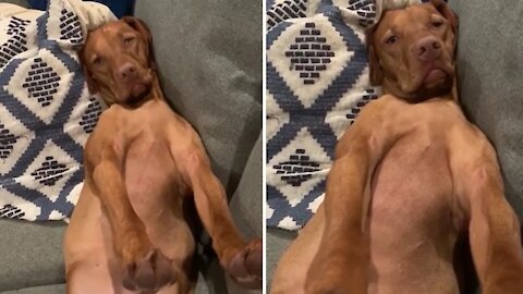 Vizsla puppy sleeps in totally awkward position