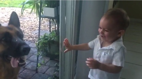 German Shepherds cause baby's uncontrollable laughter