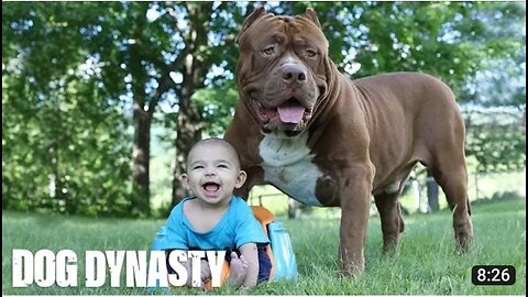 Giant pit Bull Hulk & The Newborn Baby | Dog Dynasty