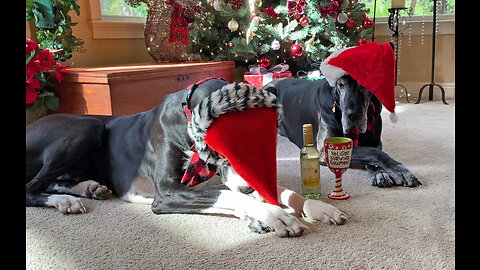 Funny Great Dane Undresses During Christmas Photo Shoot