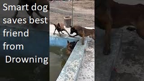 Smart dog saves best friend From Drowning #shepherd #doglover #dogtraining #belgian