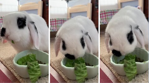 Cute bunny chewing on lettuce is an ASMR delight