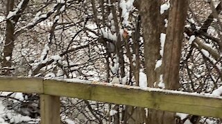 Hairy Wood Pecker hiding food