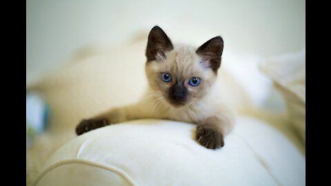 Little kitty on a blanket