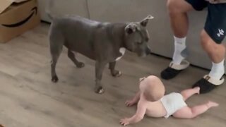 Precious pit bull really wants to play with the baby