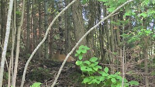 2 Deer Resting In The Bush