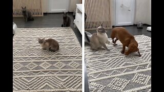 Dachshund trying to befriend kitty cat part 2