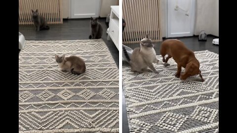 Dachshund trying to befriend kitty cat part 2