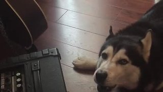 Siberian Husky sings along to Eric Clapton's 'Tears In Heaven'