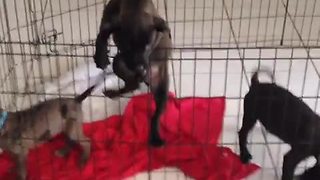 Puppy makes brazen daylight escape from pen