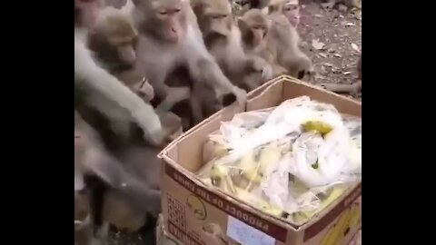 Monkeys fighting for bananas