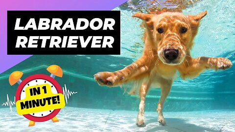 Labrador Retriever - In 1 Minute! 🐶 Perfect for Newbies? | 1 Minute Animals
