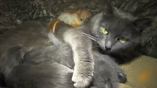 Mom cat took to the upbringing of cute little squirrels