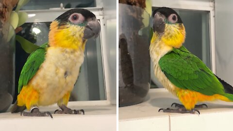 Baby parrot whistles and dances in the shower