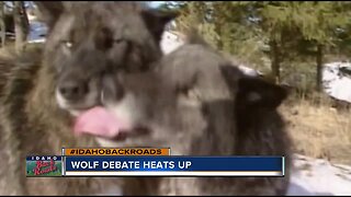 Wolf debate heats up