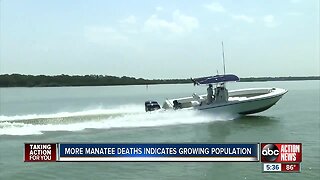 Florida on pace to have worst year ever for boat-related manatee deaths