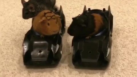 Guinea pigs enjoy joyride in RC Batmobile