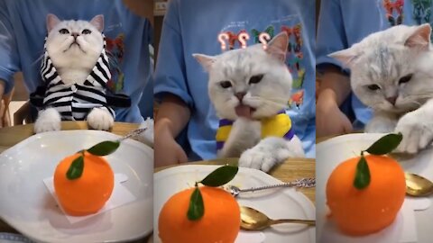 Cat try to test chocolate & look stranger to chocolate