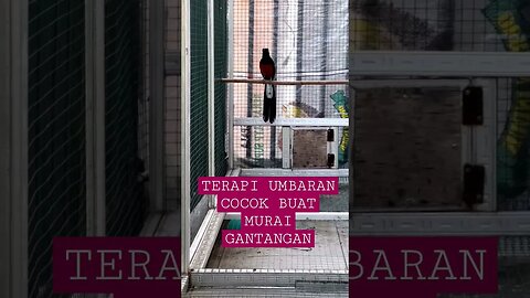 SUARA BURUNG!! TERAPI UMBARAN DAN MASTERAN SANGAT MEMBANTU BURUNG MURAI MENATA ISIAN SUARA