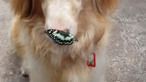 Fragile Butterfly Lands Perfectly On Gentle Dog's Nose