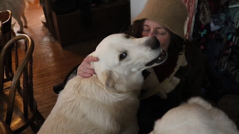 Farm guard dogs lovingly greet owner with kisses