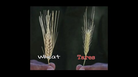 The Decryption to the Bible hidden in the Parable of the Wheat & the Tare