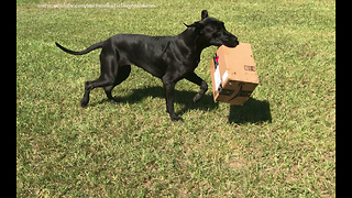 Funny Great Dane Loves to Play with Amazon Packages