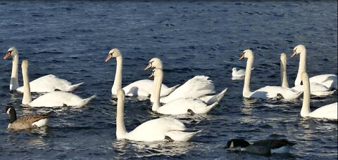 A group of Australian white ducks that are raised in private ponds!!