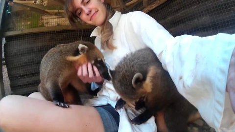 Curious coatis won't leave caretaker alone!