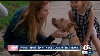 Stolen dog reunited with family three years later