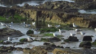 SOUTH AFRICA - Cape Town - Mouille Point standalones (Video) (Fbp)