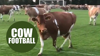 A football match had to be abandoned when the pitch was invaded - by COWS