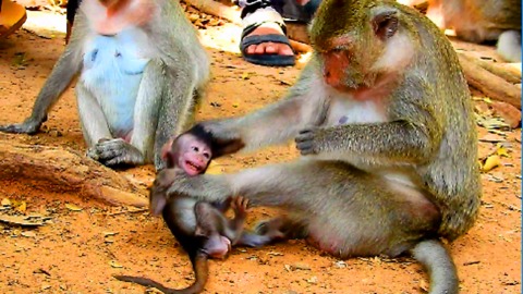 Why Mum Fight Her Baby Monkey? Mum Hit Baby Very Much| Baby Cry Loudly Cos Mother Hit